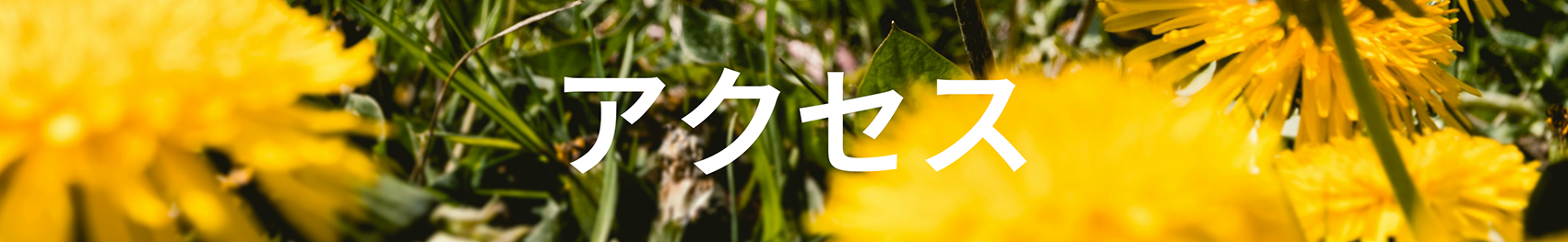 ポポドーナツ